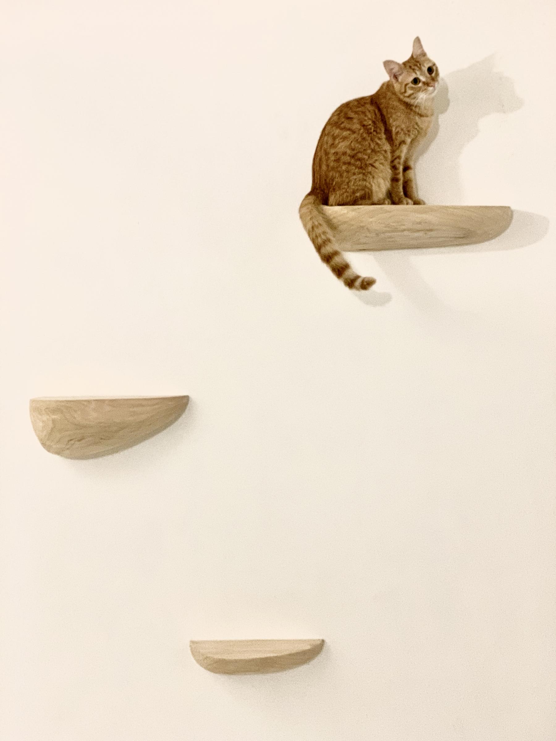 Le chat est assis sur une étagère en bois. Design pour animaux domestiques.Sculptée dans du Cyprès massif. Accroché en applique sur le mur.. 
